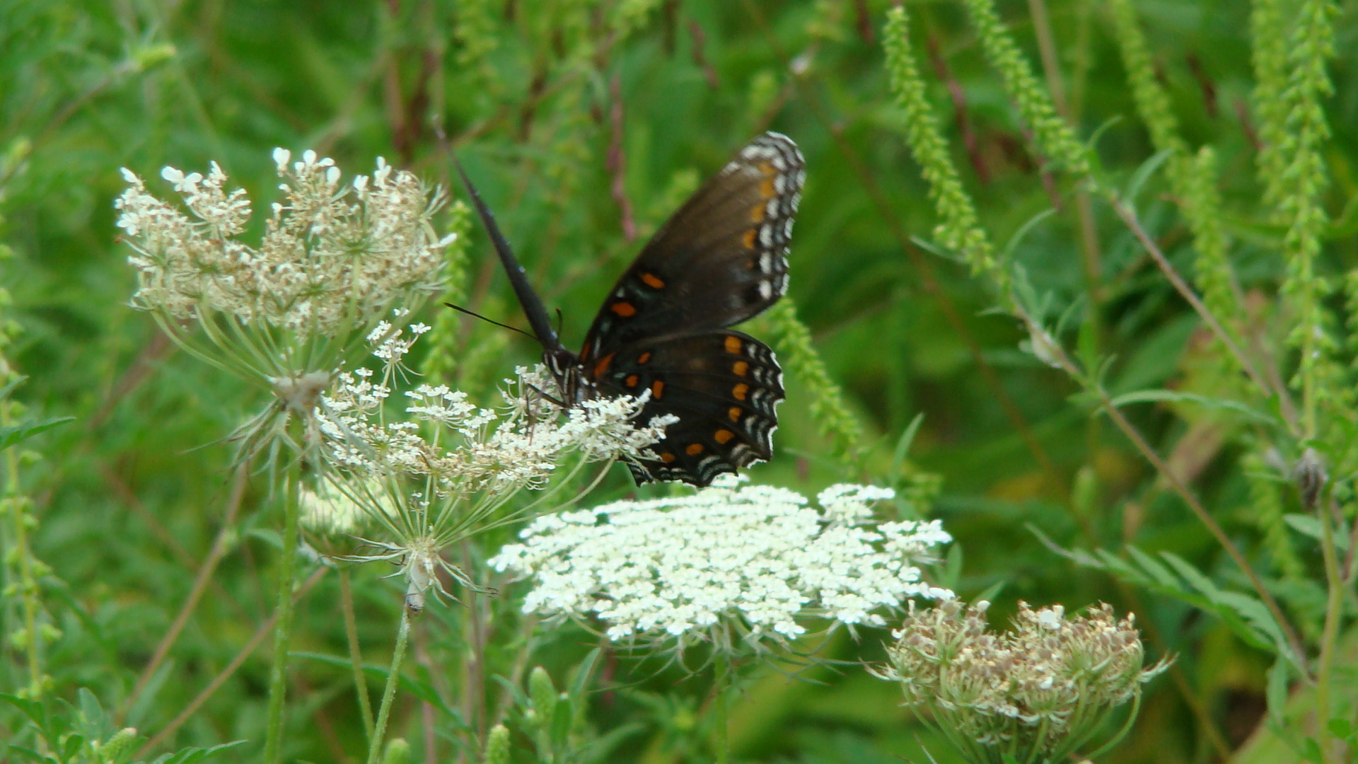 Content Uploads Red Spotted Purple Butterfly On Queen Annes Lace Jpg