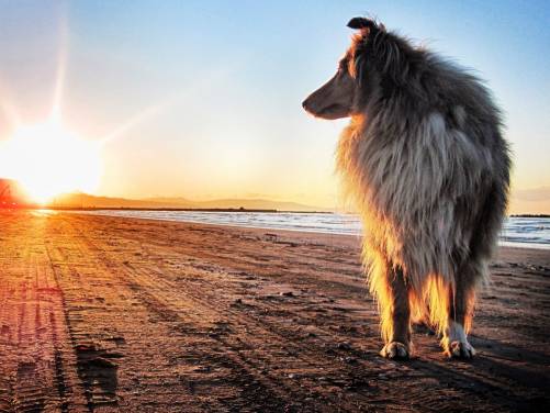 Dog Collie Sun Beach Desktop Wallpaper Hq Photo Image