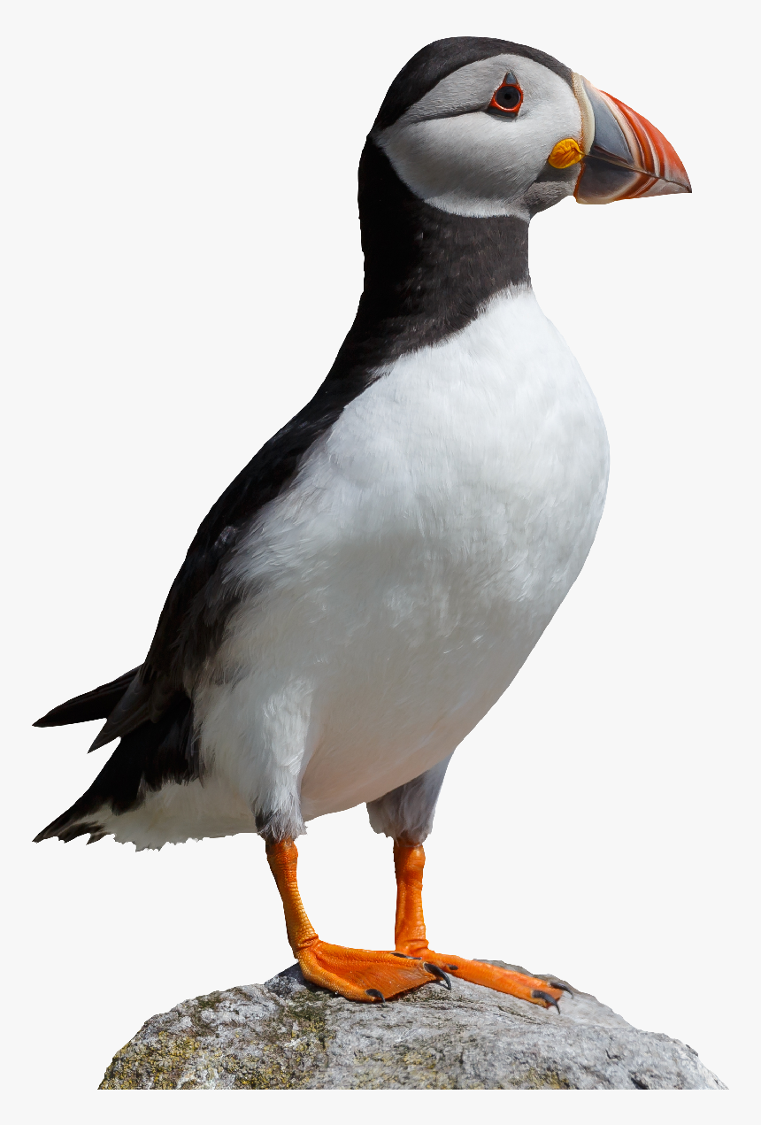 National Trust For Jersey Transparent Background Puffin Png