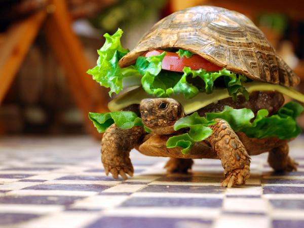 Turtle Burger Wallpaper