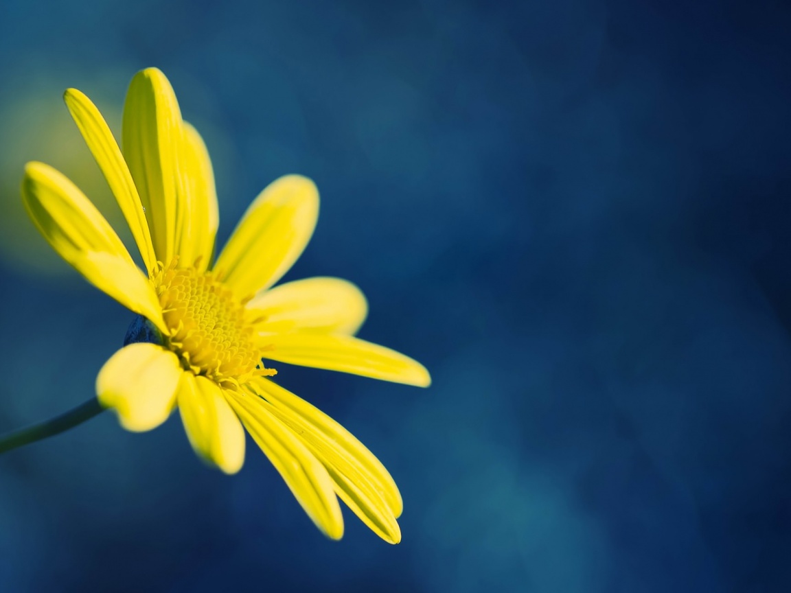 Yellow Flower On Blue Background Desktop Pc And Mac Wallpaper