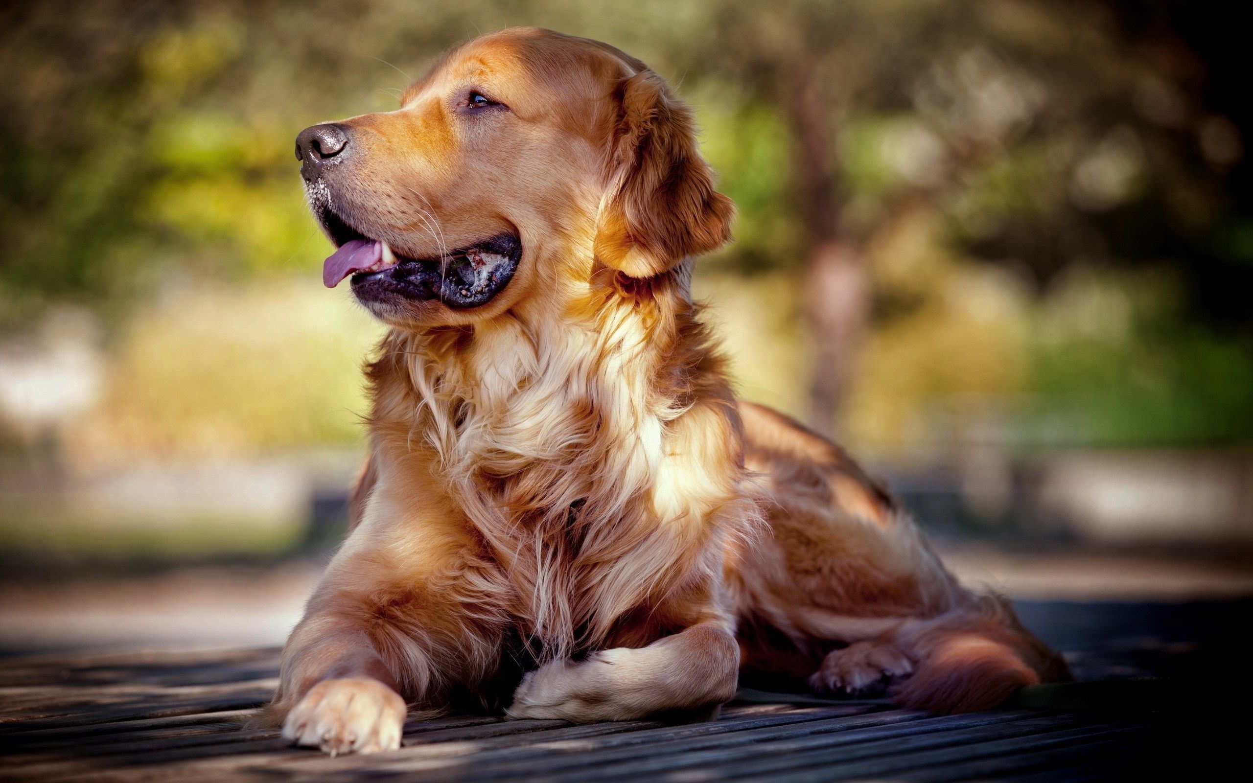 Golden Retriever Dog Wallpaper Pupy