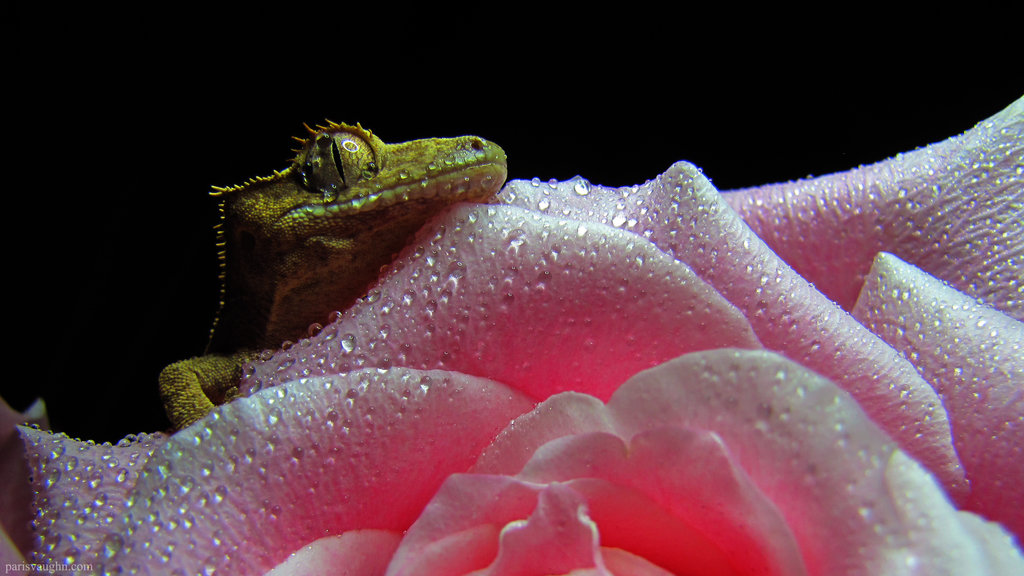 Crested Gecko Wallpaper By