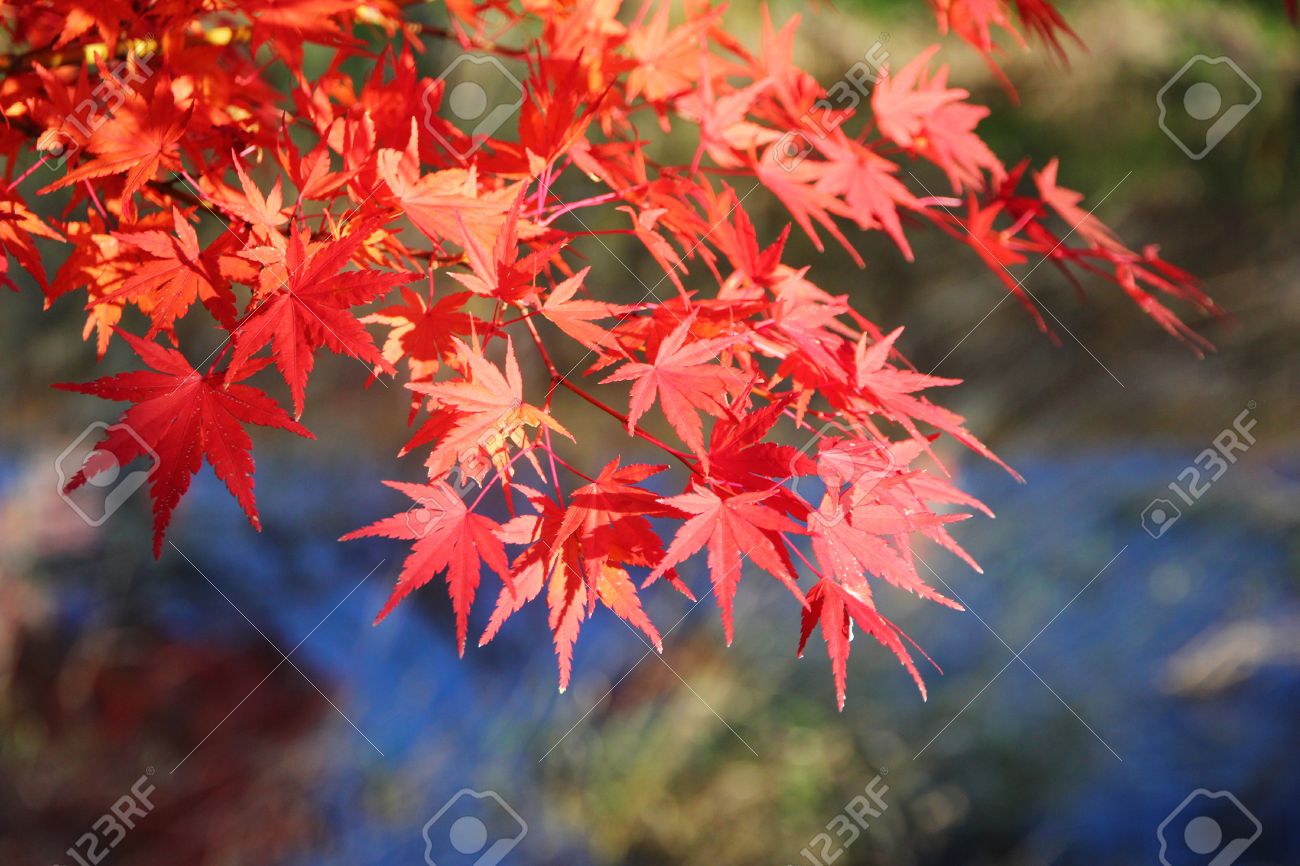Japanese Maple Tree Leaves Momiji Background Stock Photo