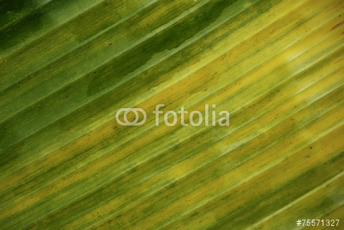 banana leaf pattern for the background Stock photo and royalty free