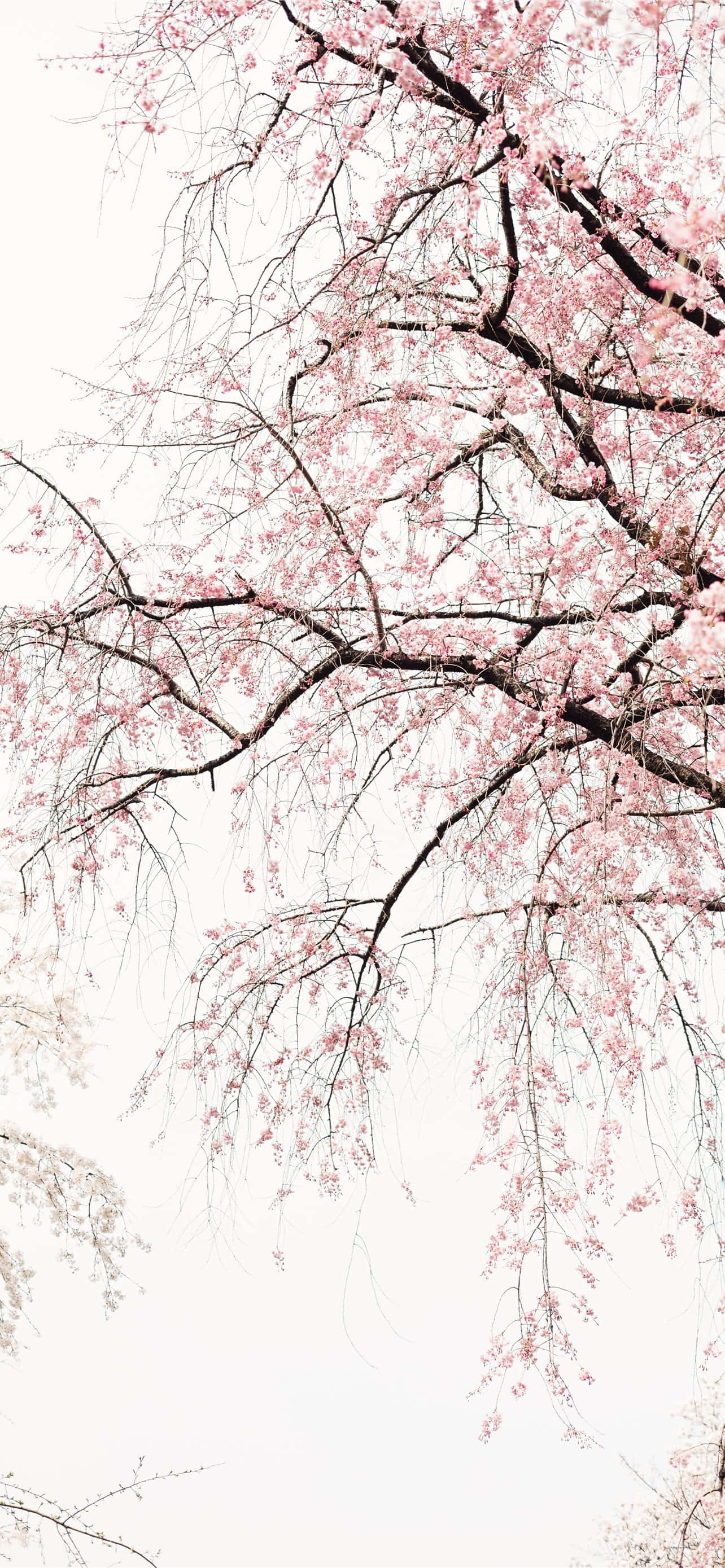 Pink Black And White Wallpaper