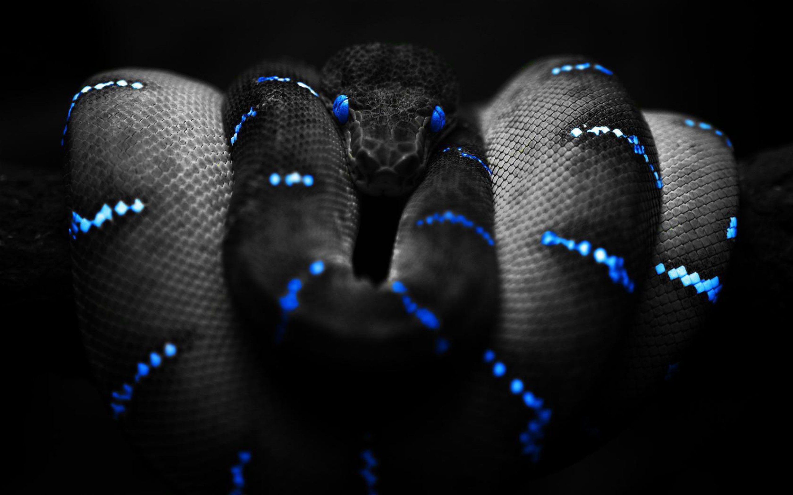 Beautiful Snake Wallpaper HD Image One