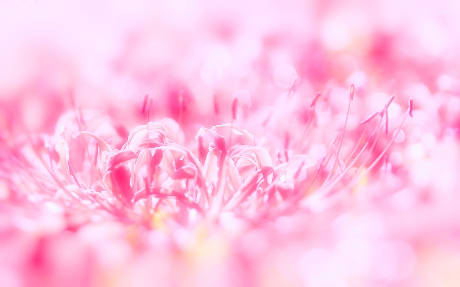 Soft focus close-up of pink flowers, creating a dreamy and romantic pink wallpaper background