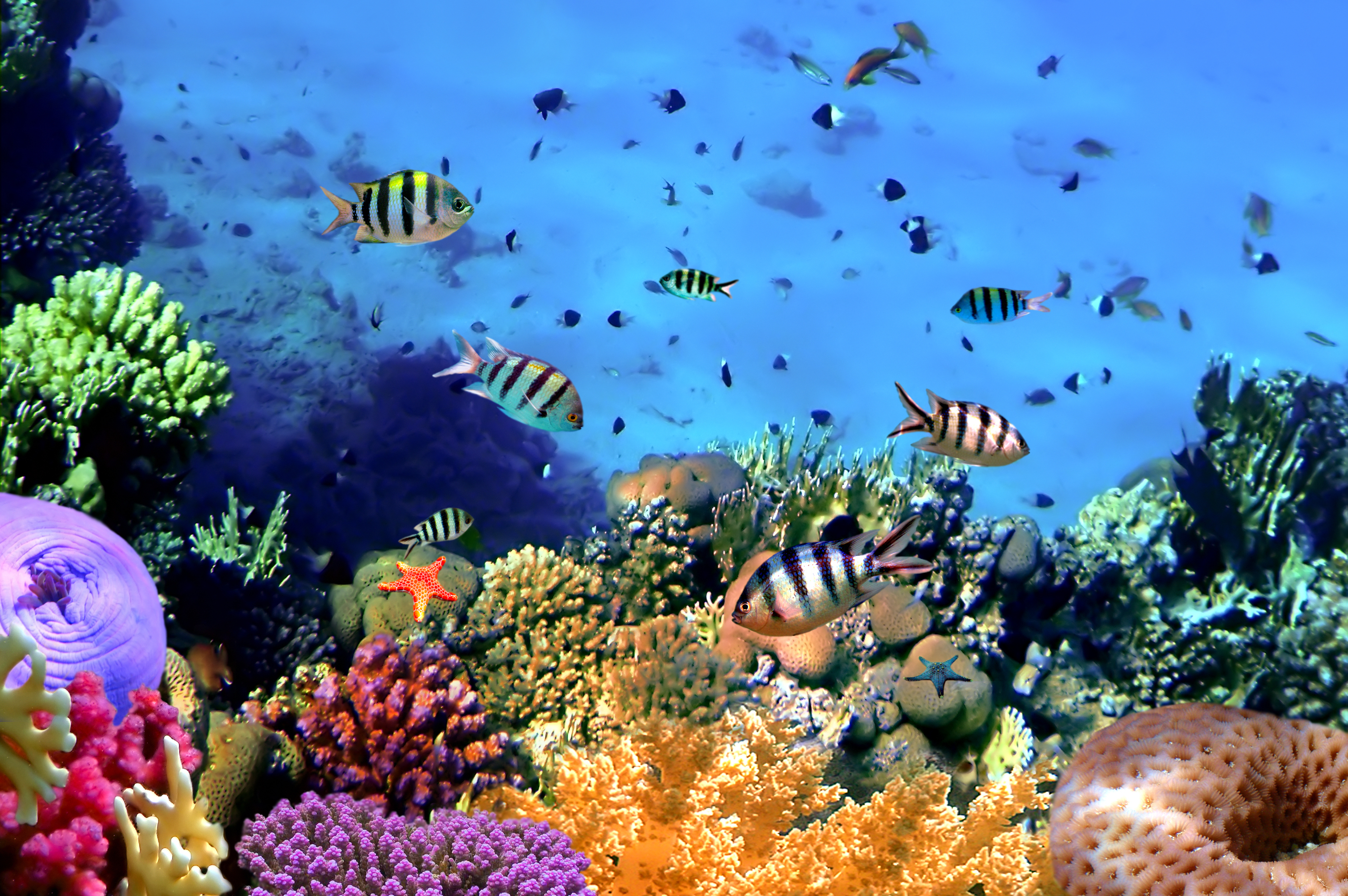 Wallpaper Tropical Coral Reef Underwater Ocean Fishes
