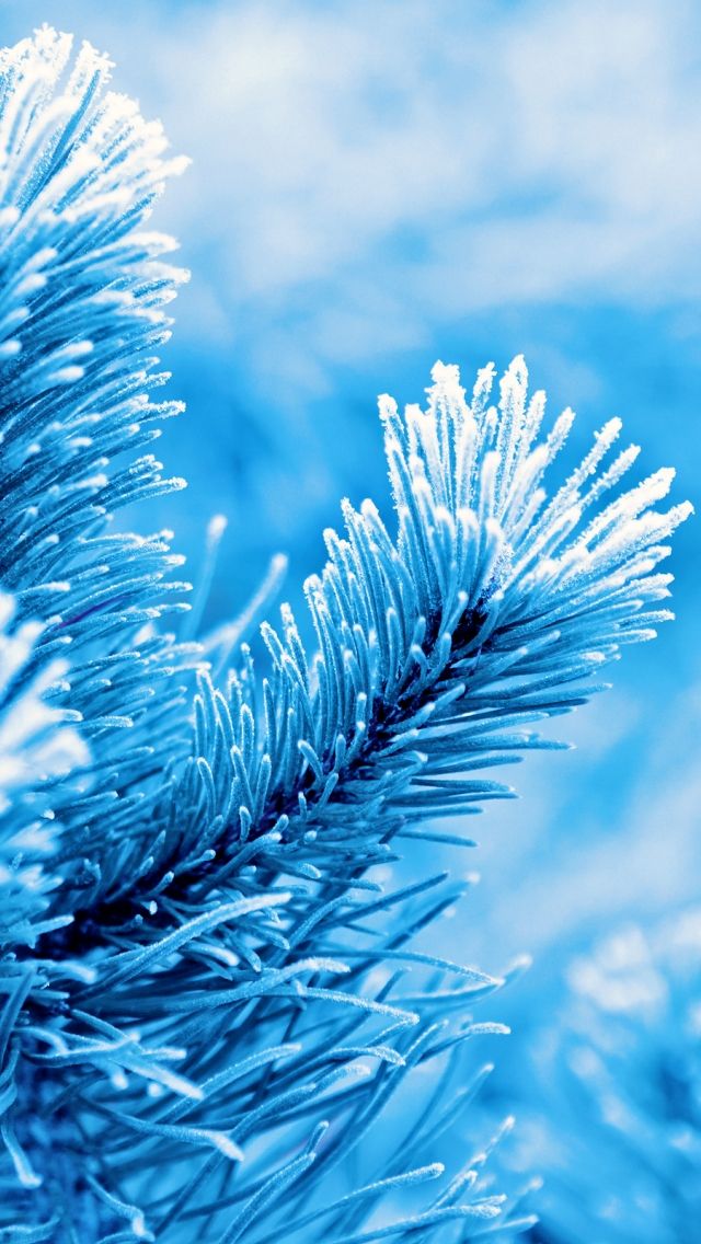 Để làm cho chiếc iPhone của bạn trở nên lung linh và rực rỡ trong mùa đông, hãy trang trí với những bức ảnh nền rừng tuyết tuyệt đẹp này. Hãy tạo ra một không gian độc đáo cho thiết bị của bạn ngay hôm nay!