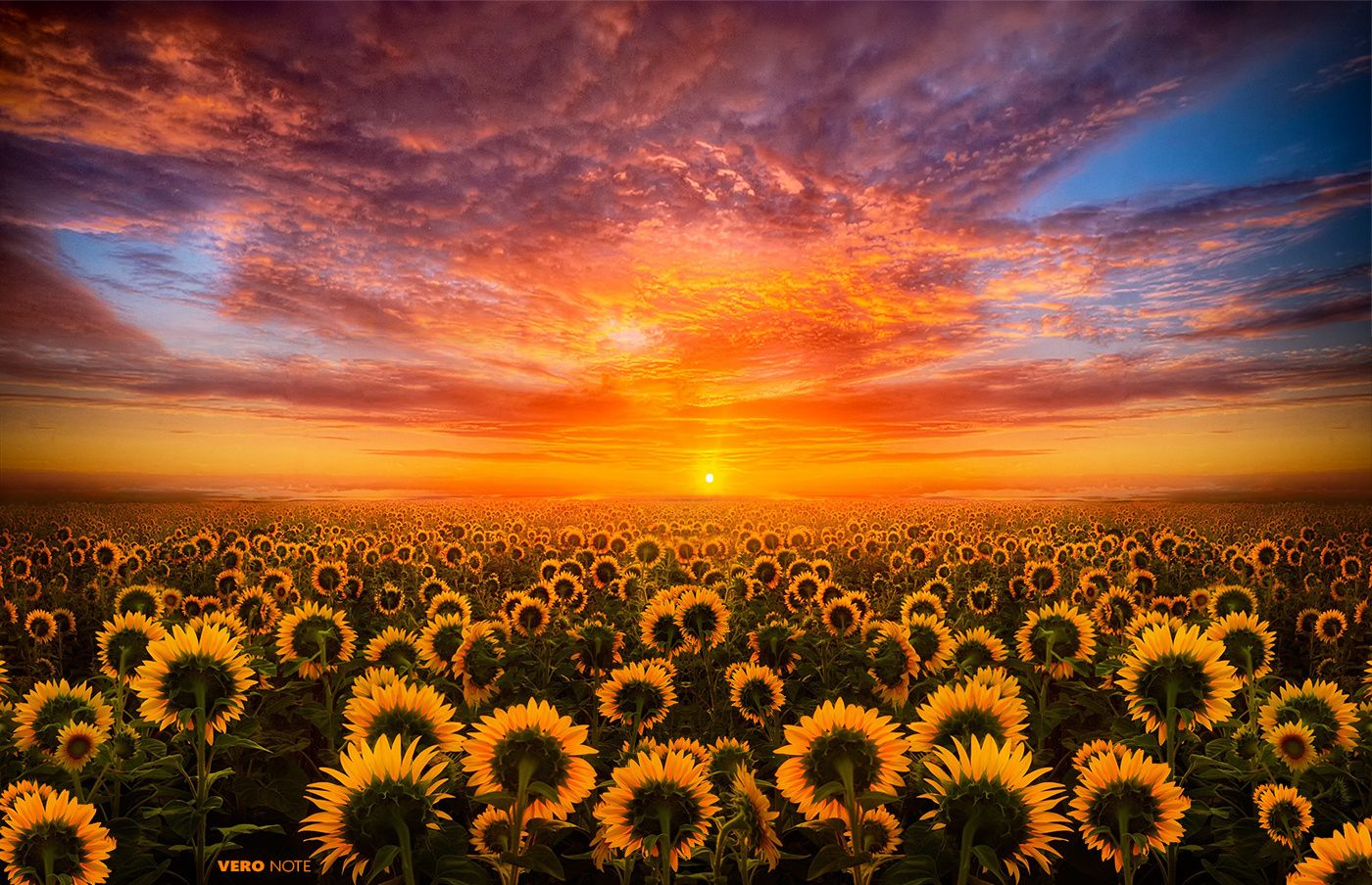 Sun Flowers Light Flower Desktop Wallpaper Sunflower Sunset