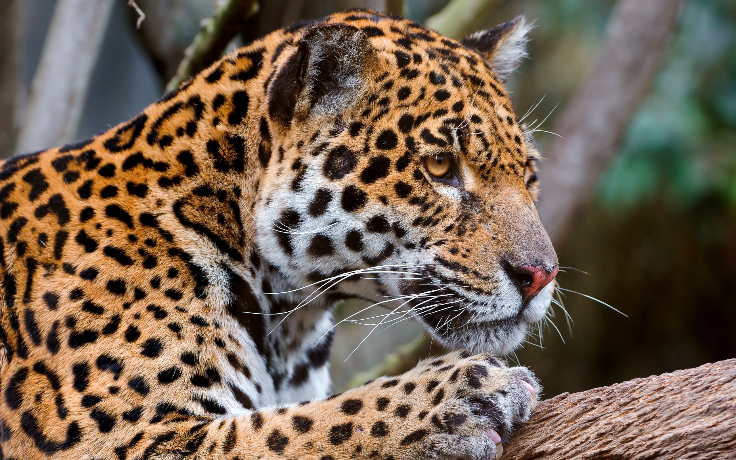 Jaguar Face Predator Big Cat Jpg Cats