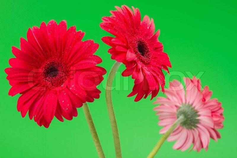 Three Red Gerber Flowers Gerbera Daisies On Green Background Stock