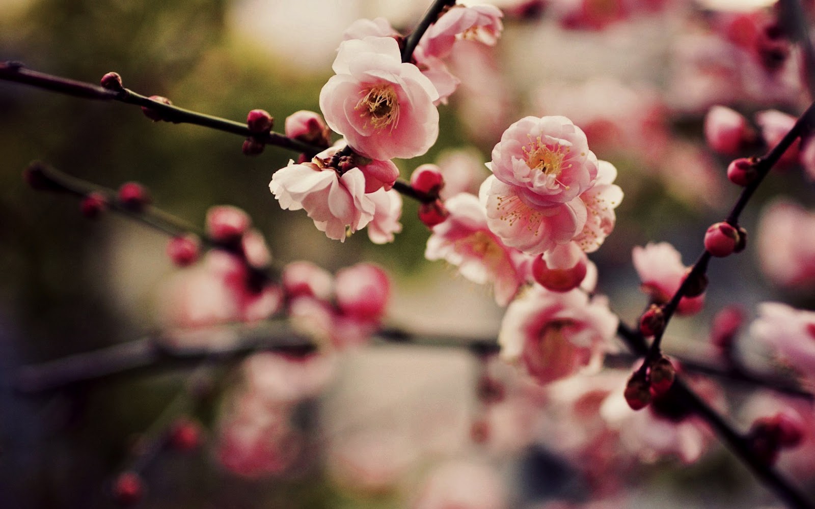Cherry Blossoms Sakura HD Wallpaper Image To