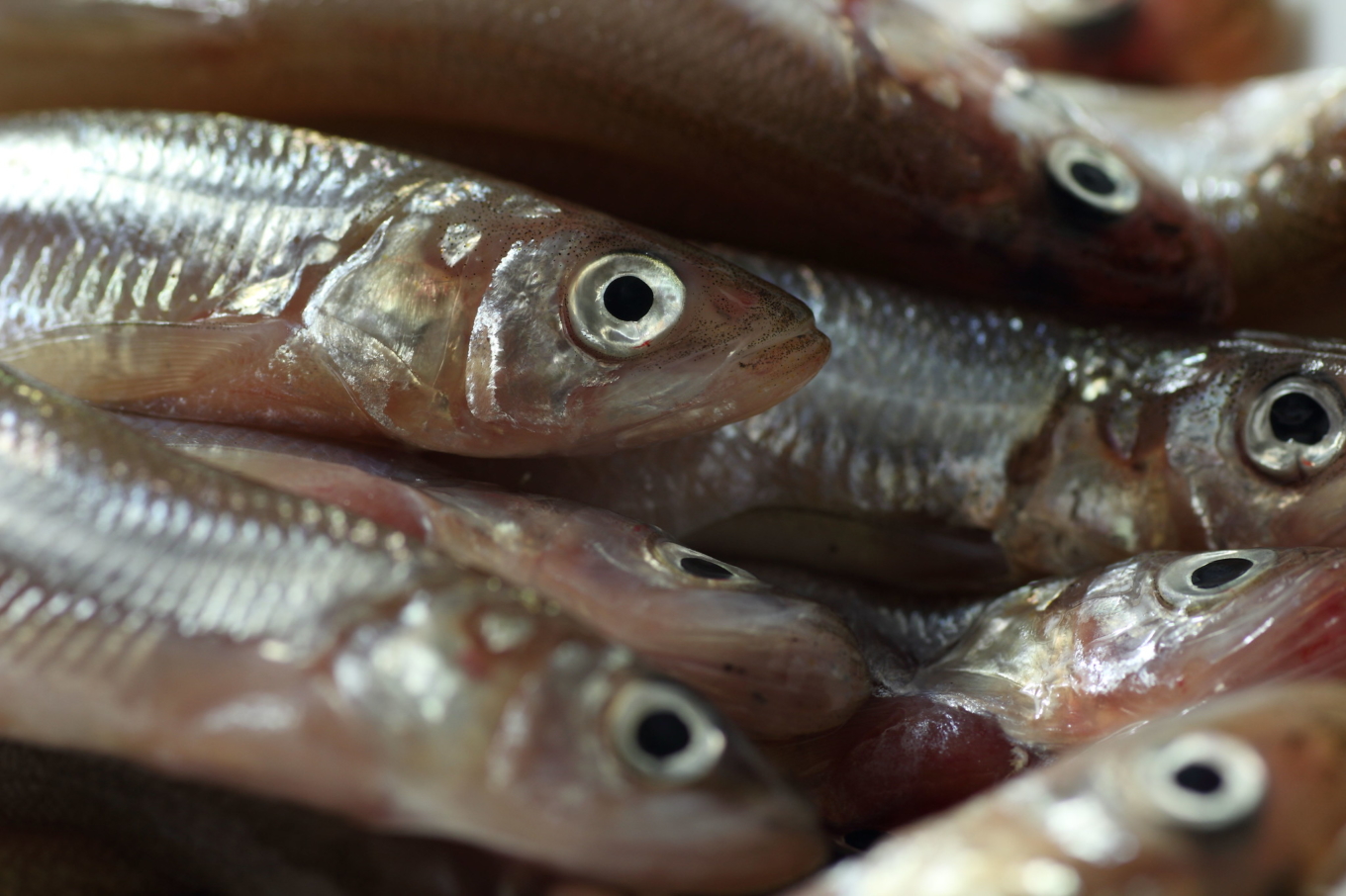 A Beginner S Guide To Smelt Recette Magazine Wallpaper