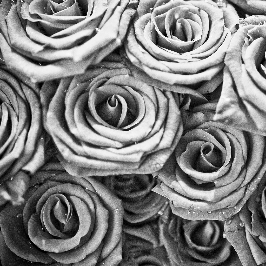 iPad Wallpaper Beautiful Black And White Roses Plant Flower