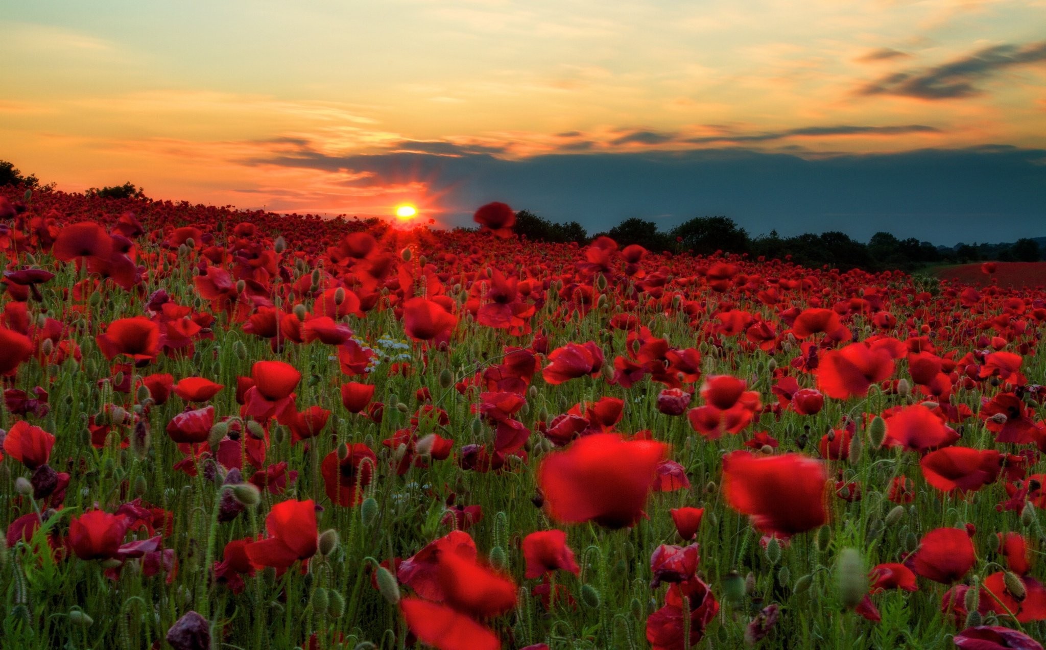 Sunsets Nature Poppies High Definition Many Flowers Fields