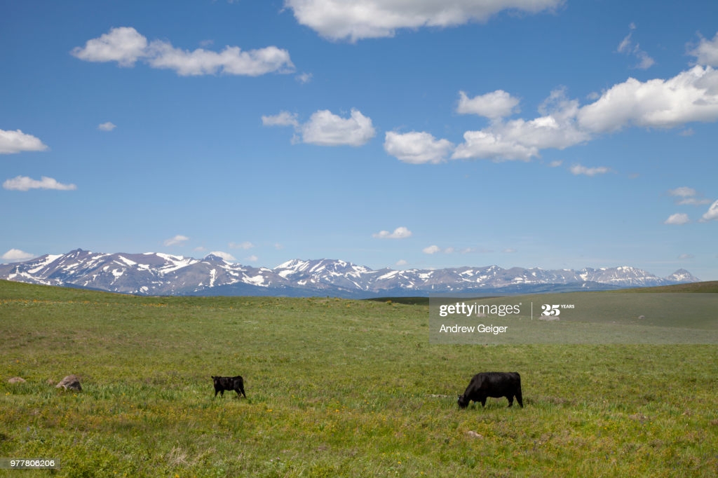 Dramatic Landscape Of Angus Cows On Prairie With Rocky Mountains