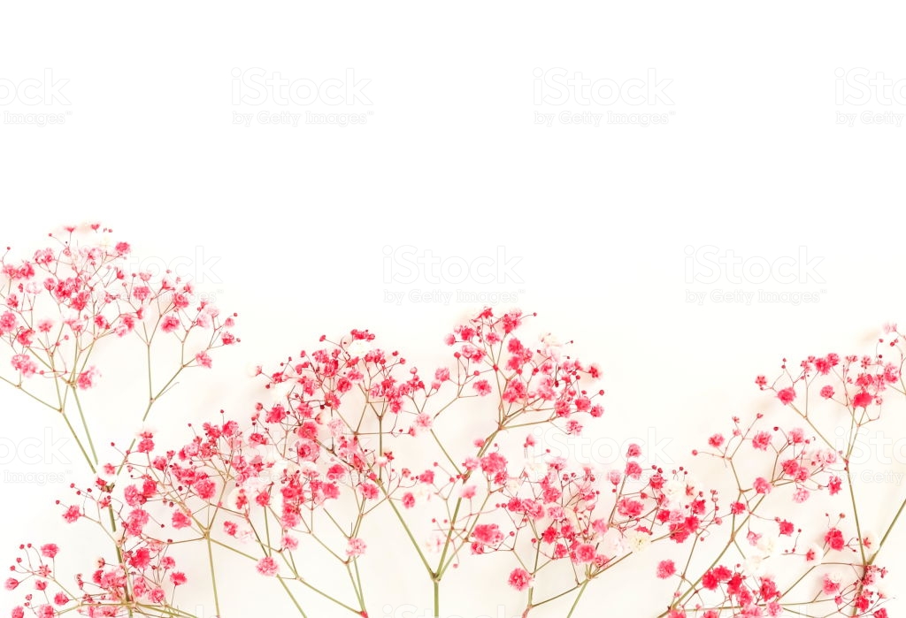 Bouquet Of Redpink Flower Hypsophila On White Background Minimal
