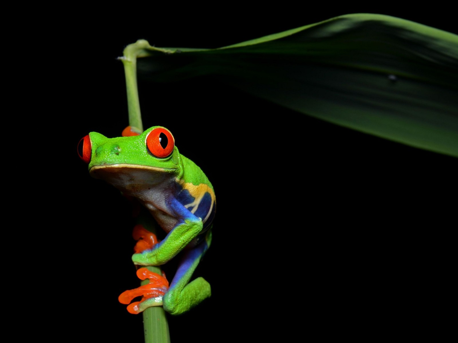 Animals Red Eyed Tree Frog Frogs HD Background Wallpaper