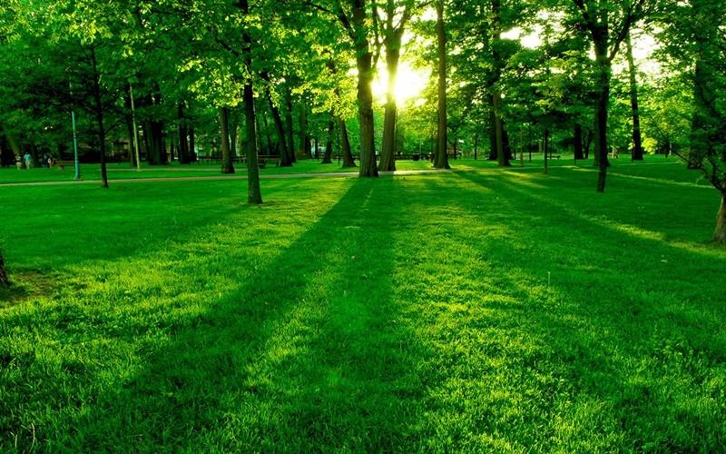 Green Nature Hd Wallpaper For Mobile
