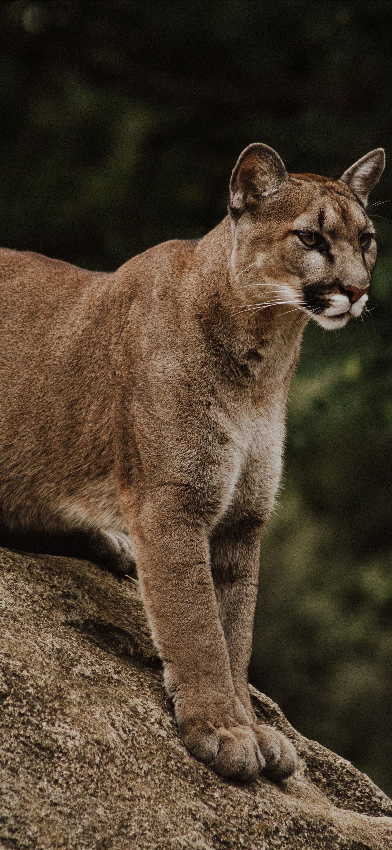 Puma Animal iPhone Wallpaper