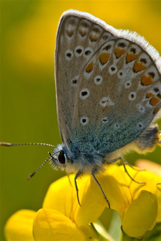 Furry Butterfly Animal iPhone Wallpaper S 3g