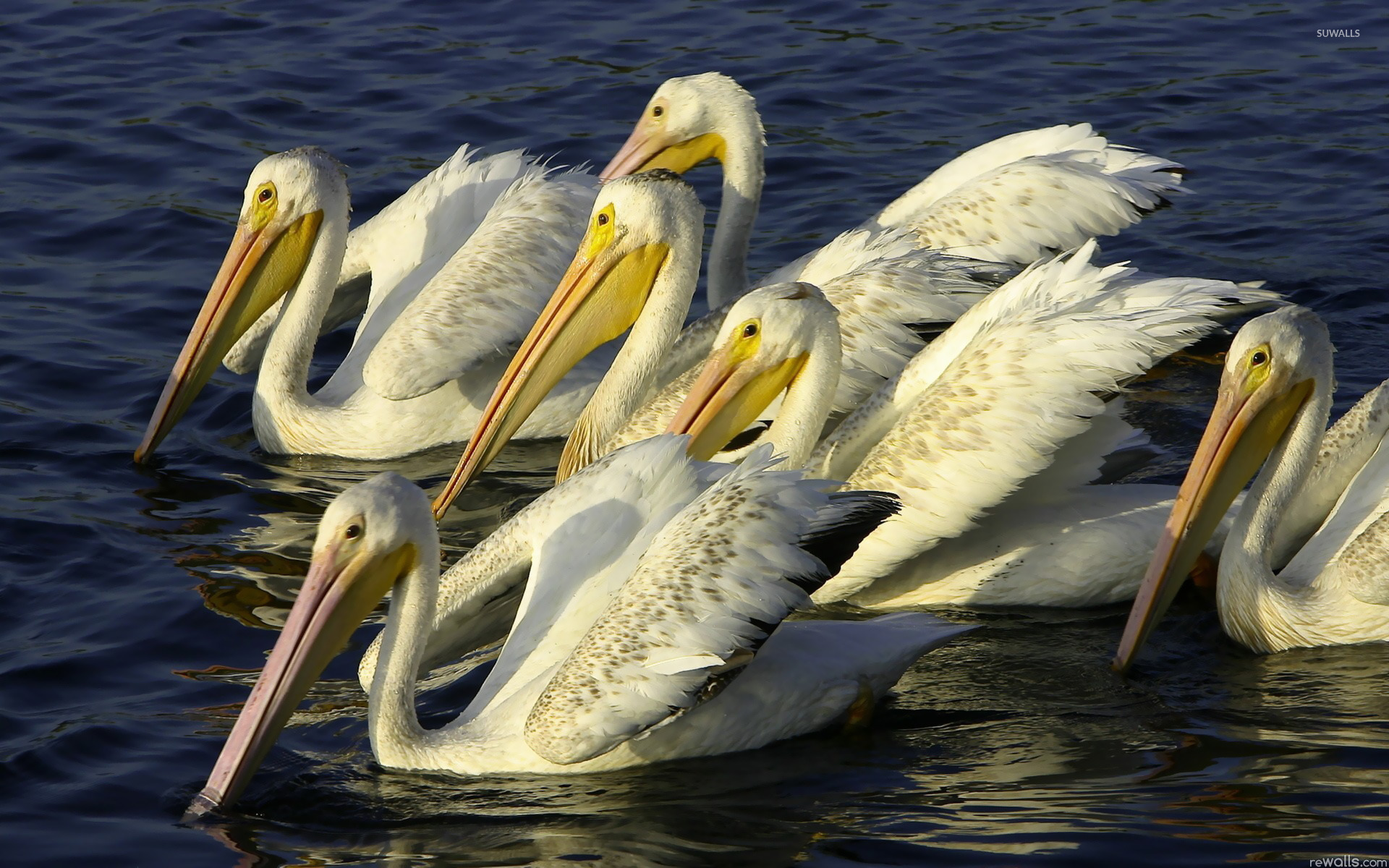 Pelicans Wallpaper Animal