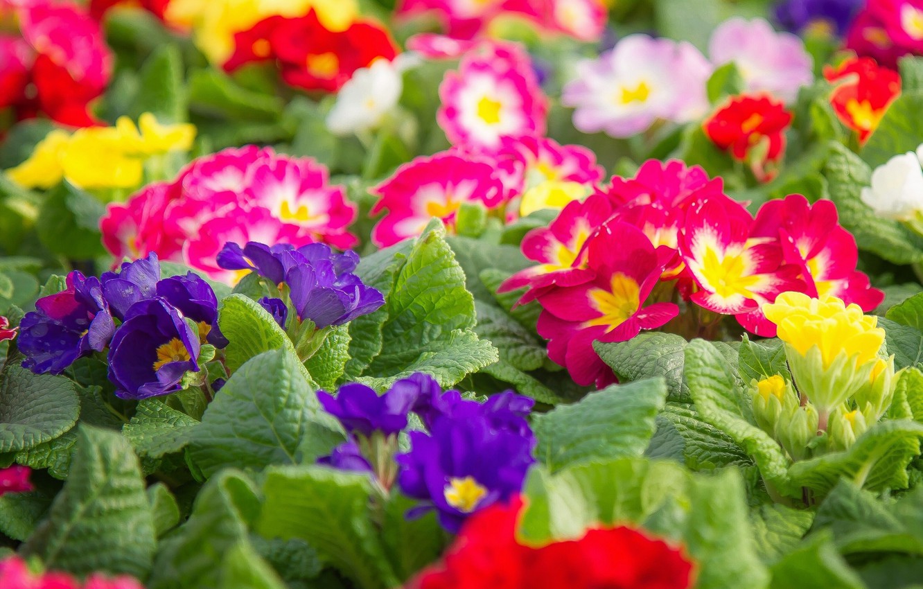Wallpaper Colorful Primrose Primula Image For Desktop Section