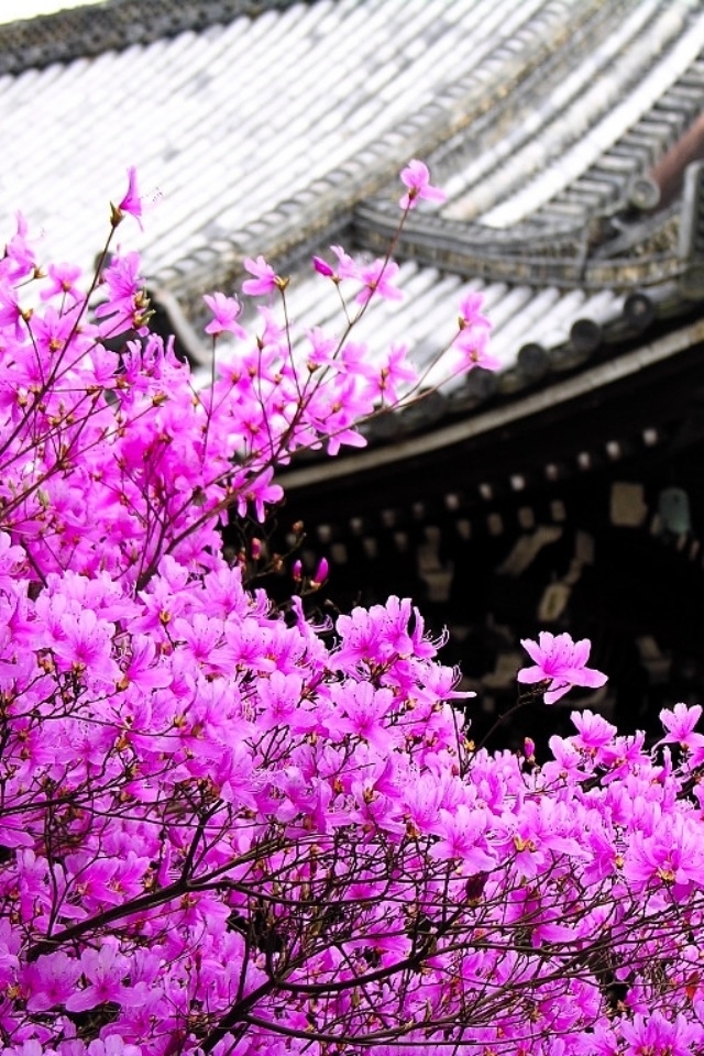 Beautiful Cherry Blossoms iPhone Wallpaper HD