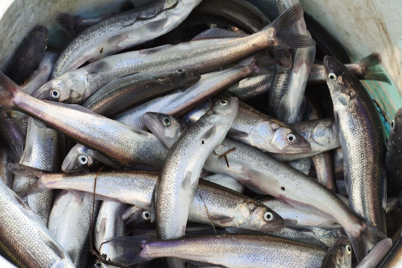 Fresh Catchof Smelt Fish Jpg Z4hes8trvm2g5d7h Wallpaper