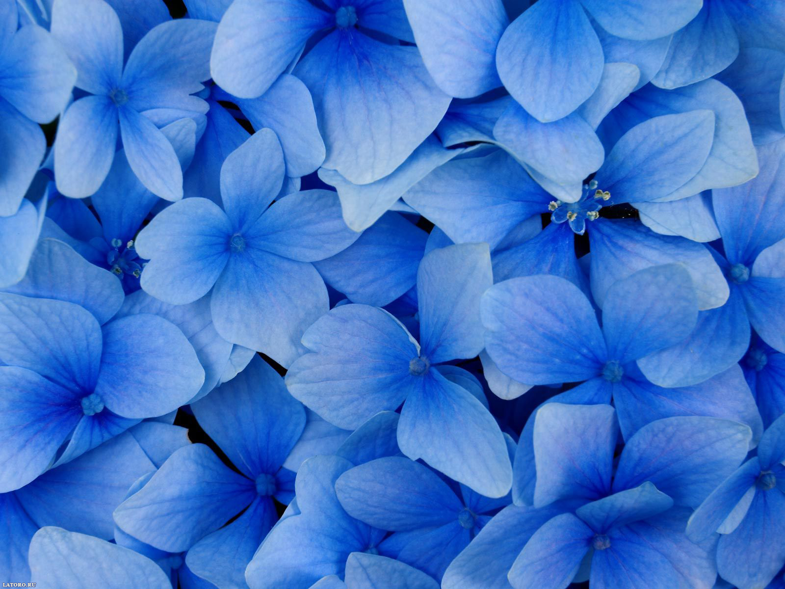 Blue Hydrangea Blossoms Desktop Wallpaper On Latoro