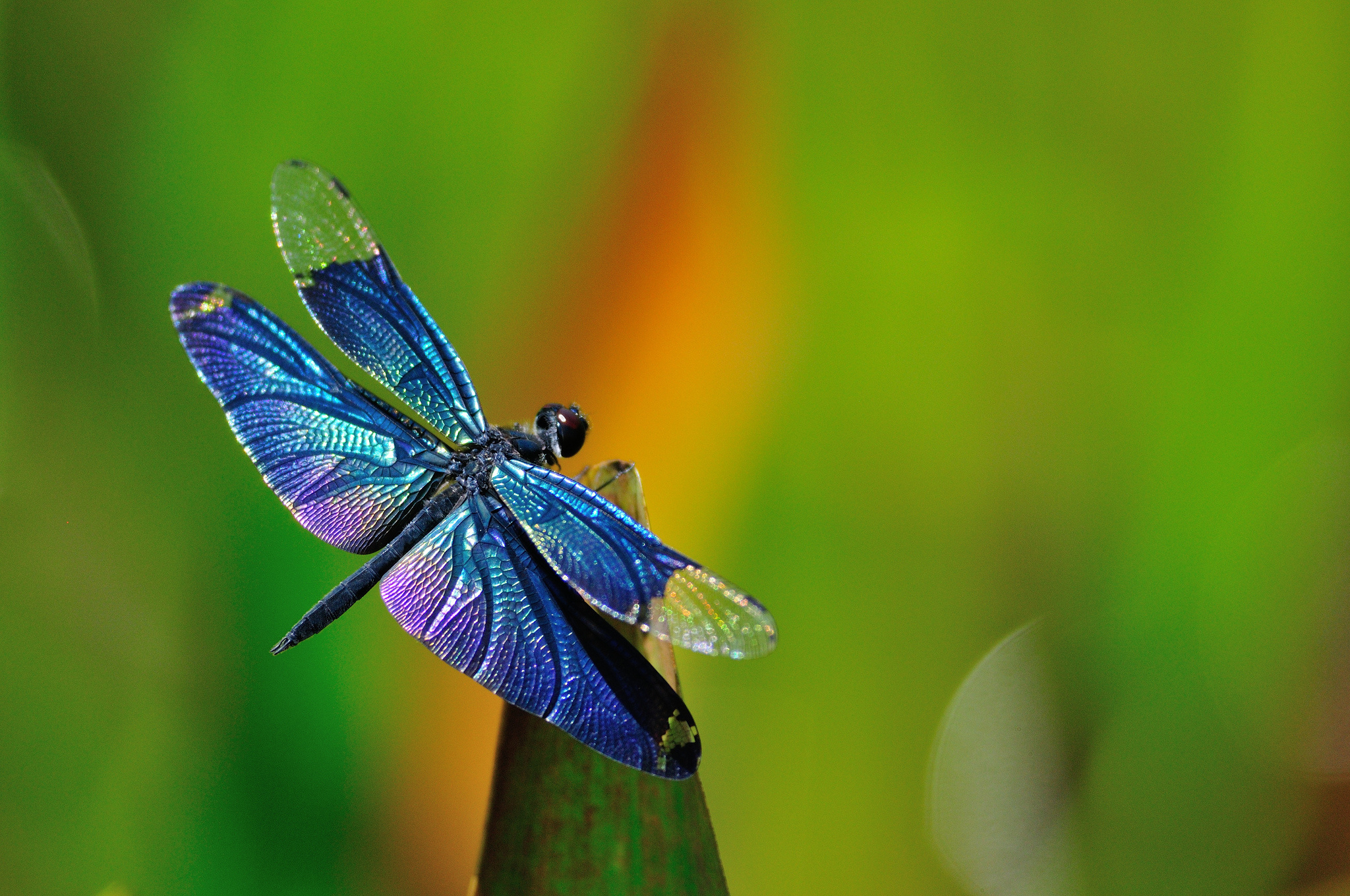 Blue Dragonfly Macro Wallpaper HD High Resolution