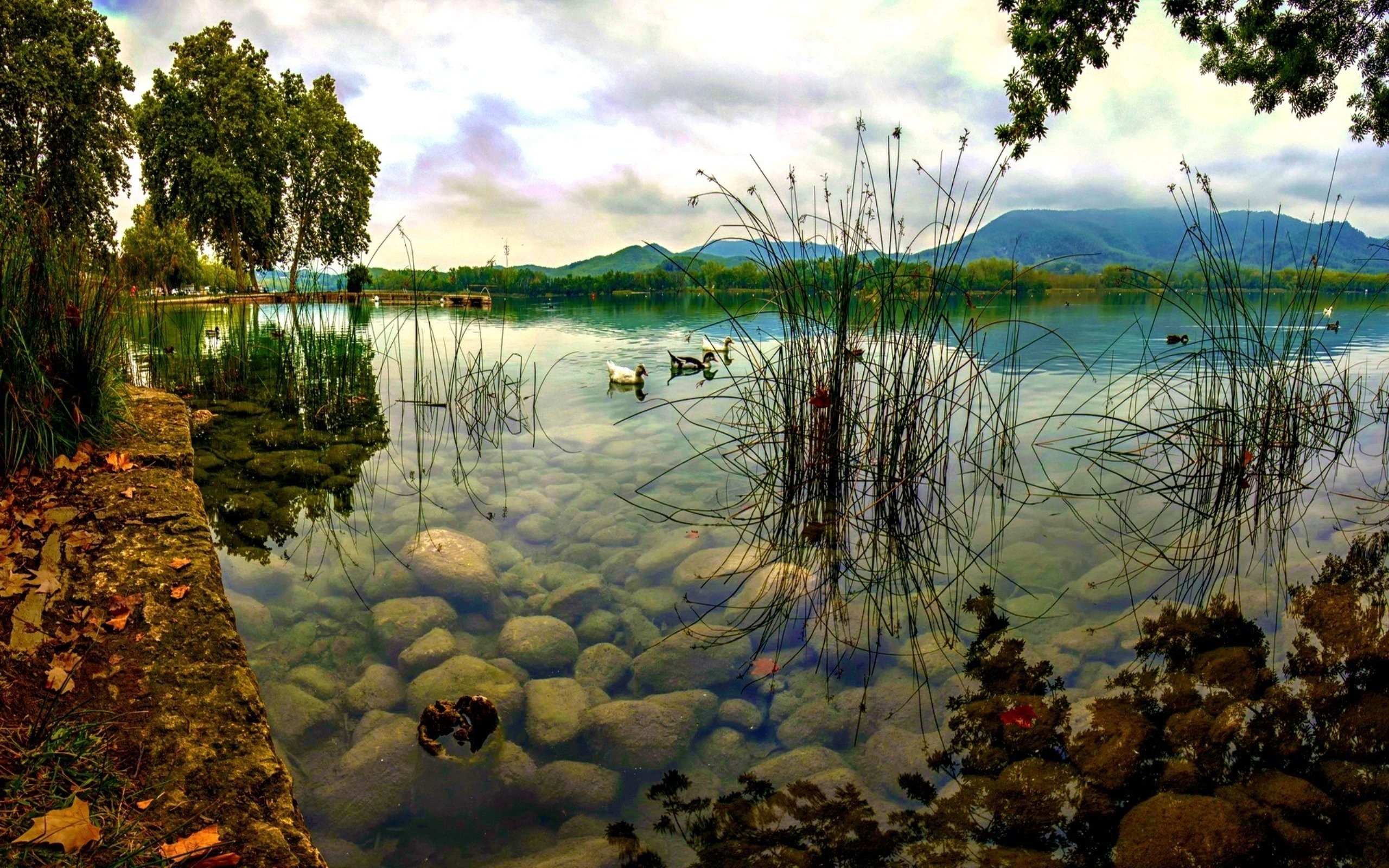 Pond Wallpaper