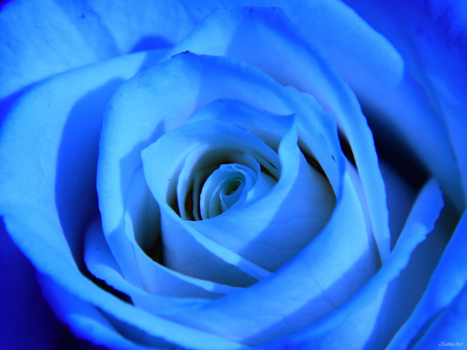 Unique Blue Rose Hd Desktop Wallpaper