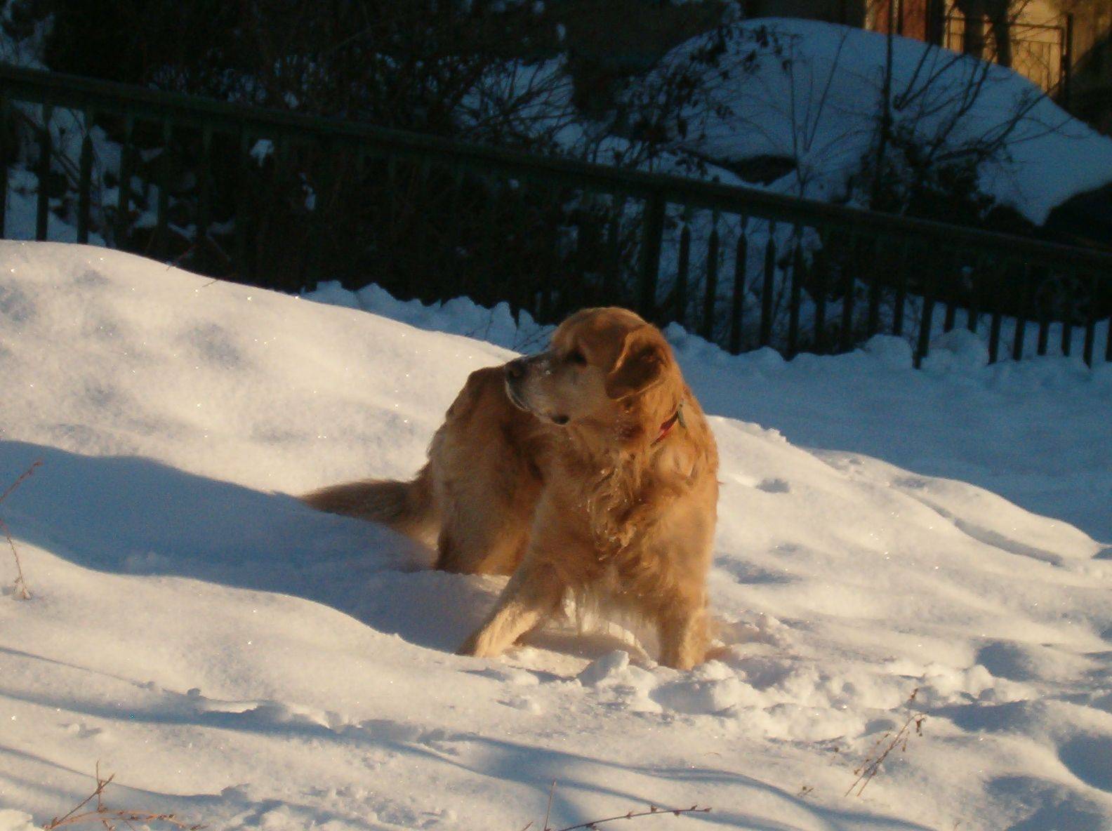 Billy Playing In The Snow