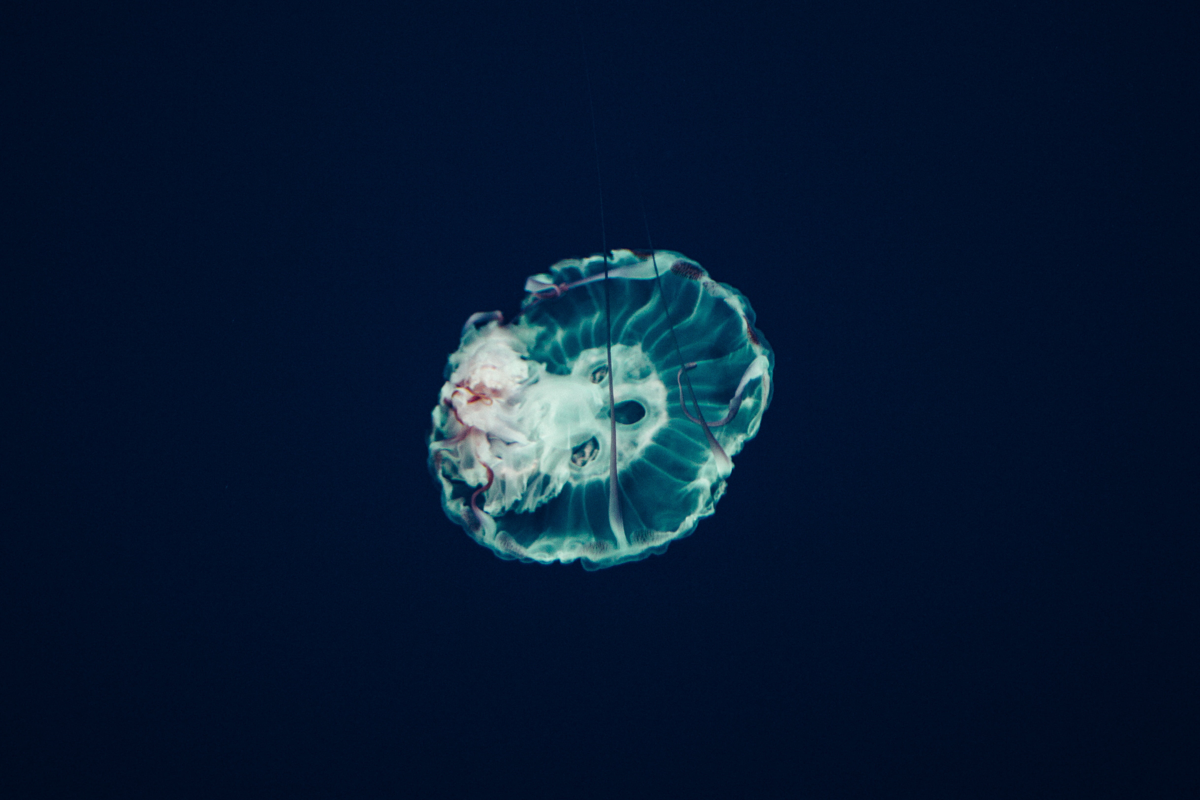 White Jellyfish Underwater World Tentacles HD
