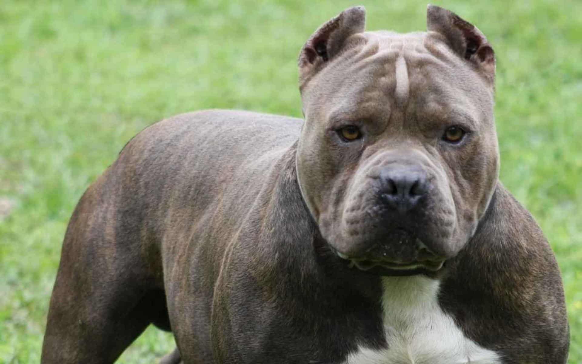 Pitbull Dog Desktop Wallpaper