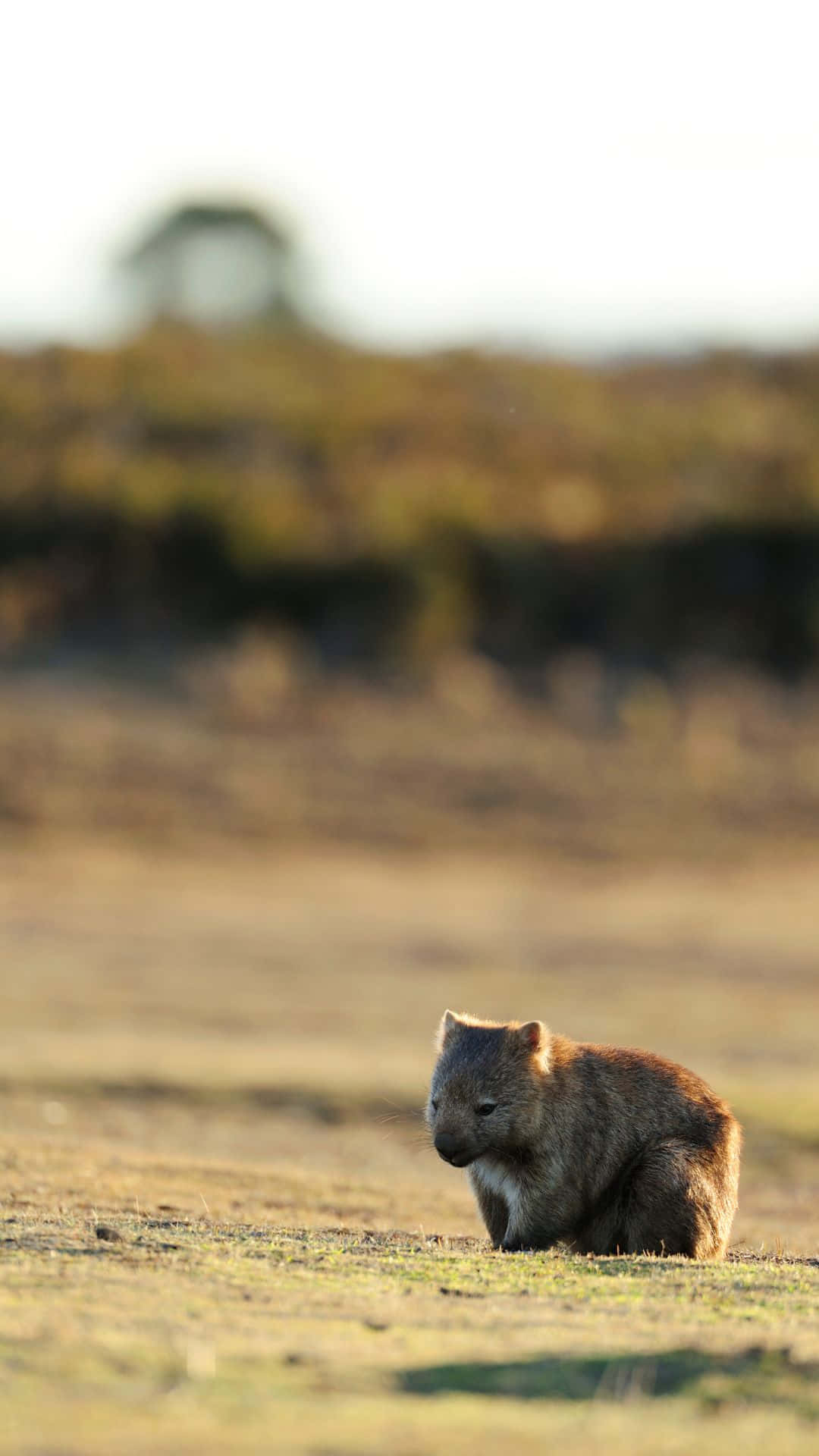 A Common Wombat in its natural habitat