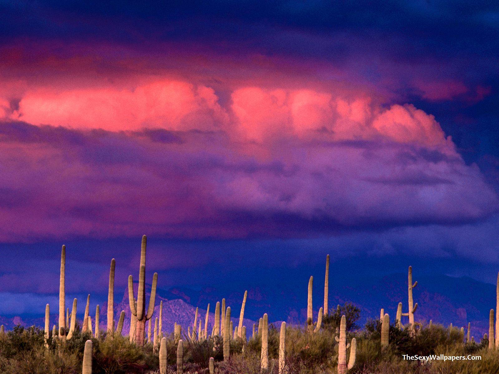 Wallpaper Saguaros And Spring Storm