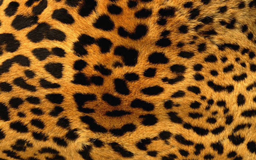 Animal Fur 2v6mvpjgcxam2u5y Wallpaper