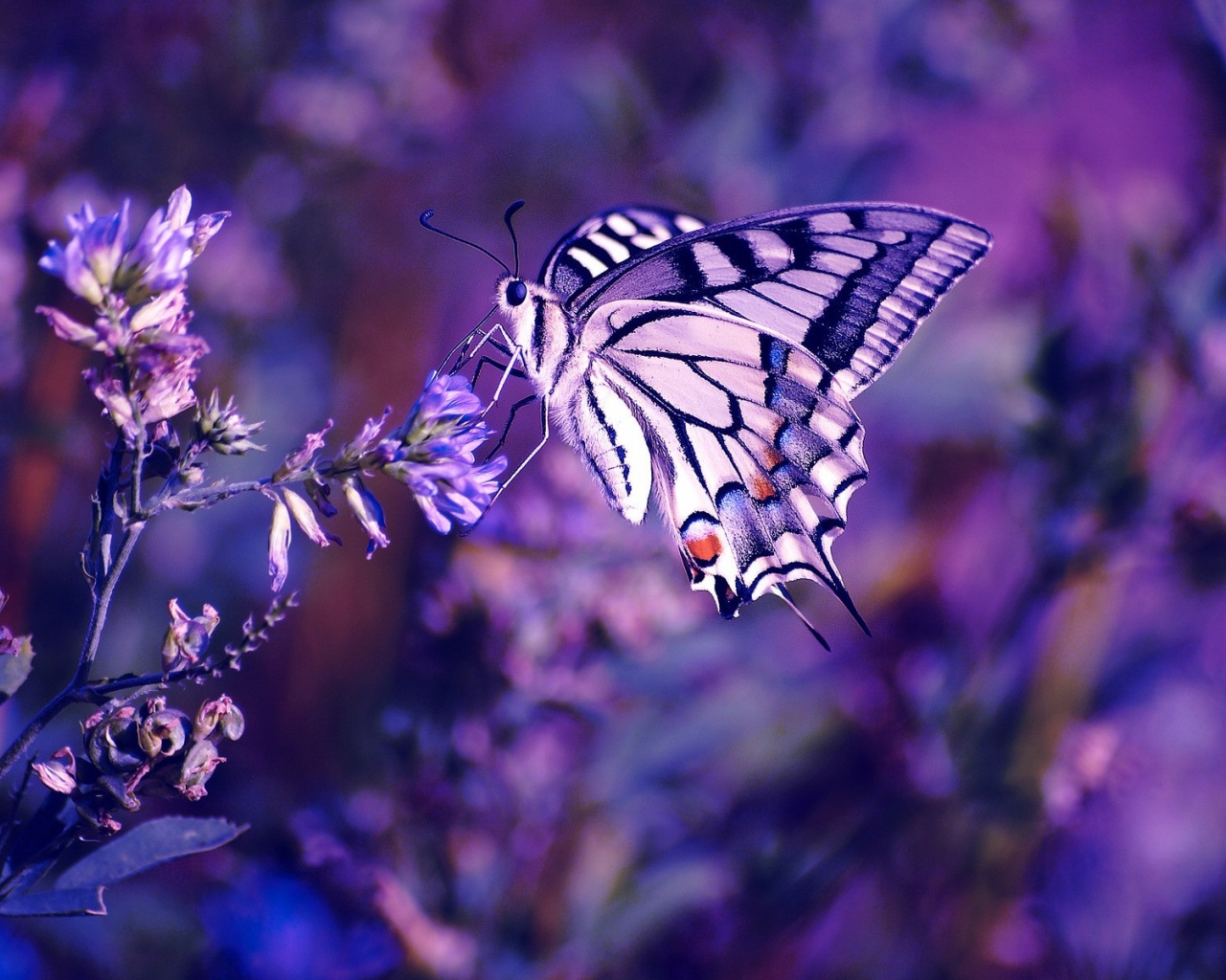 Beautiful Butterfly Desktop Pc And Mac Wallpaper