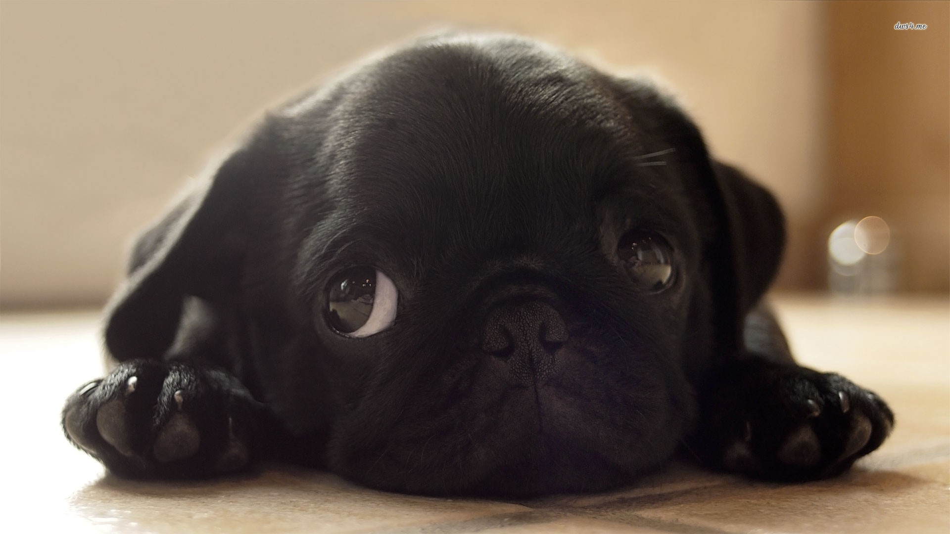 Black Pug Puppy Wallpaper Animal