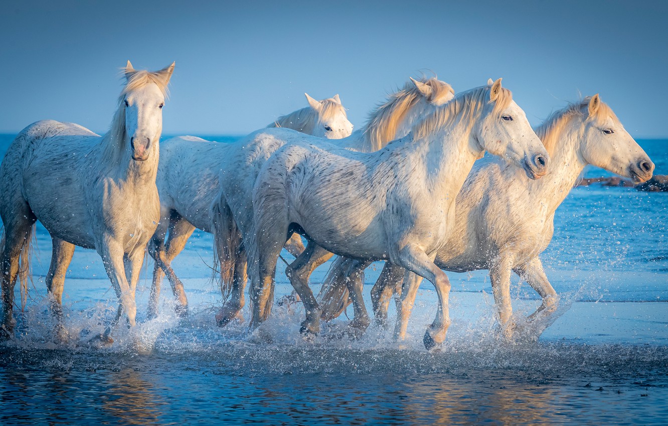 Wallpaper Sea Light Horses Horse White The Herd
