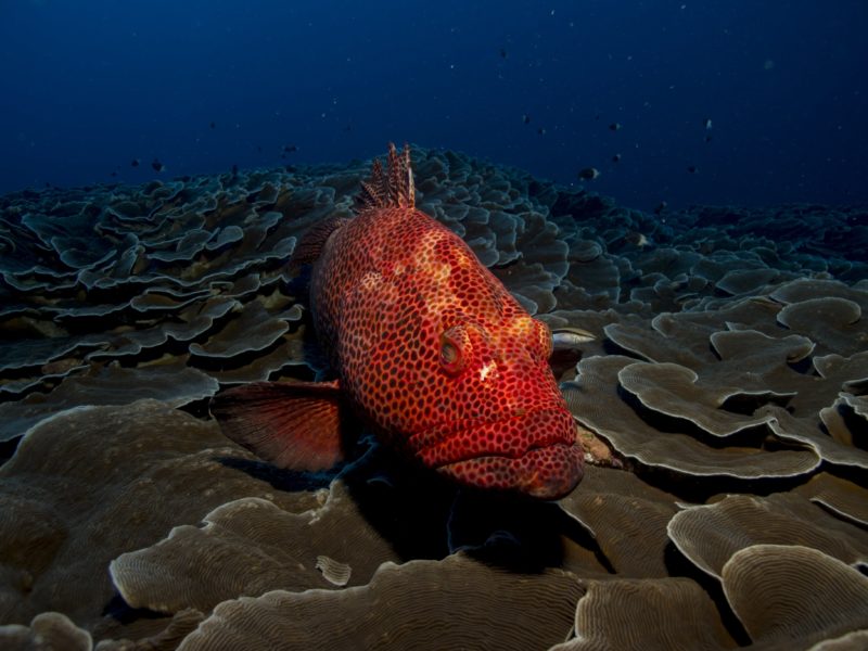 Fish Grouper Red Sea Water Animal 4k Wallpaper UHD Image