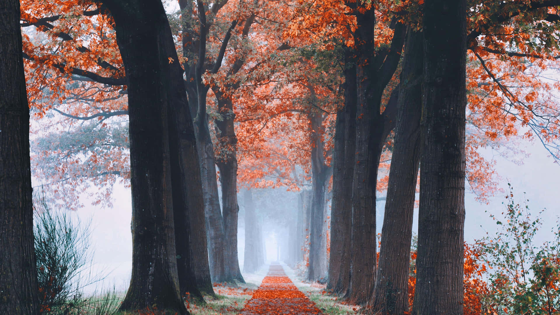 Cute Autumn Wallpaper