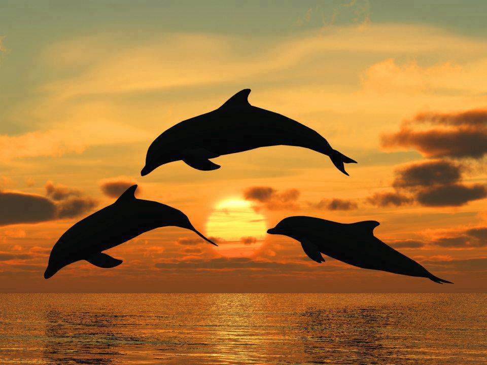 HD wallpaper Animal animals 2560x1440 dolphin sunset ocean Water  sky  Wallpaper Flare