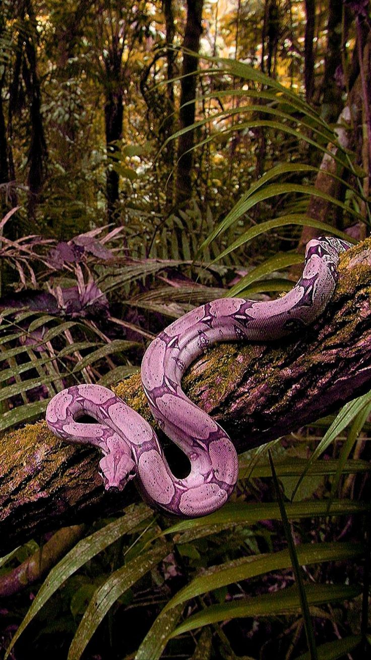 Pink Snake Wallpaper Pretty Snakes Cute