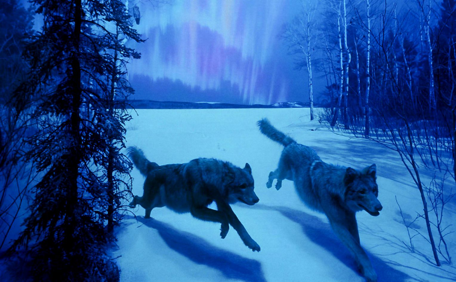 Wolf Snow HD Wallpaper Mhytic