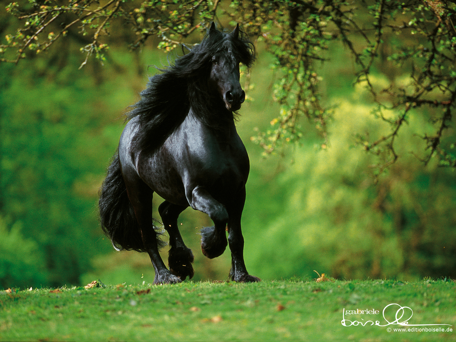 Horse Wallpapers Pictures of Horse   HD Animal Wallpapers 1600x1200